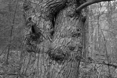 Entwined