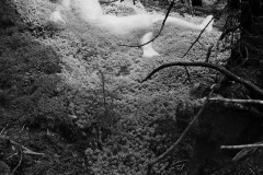 Mollis