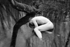 Narcissus
