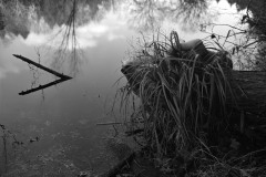 Nest