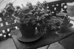 SnowPlant