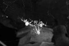 spiders